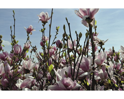 Magnolia en fleurs dans le jardin
