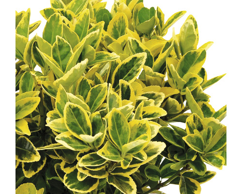 Fusain persistant aux feuilles vert et jaune