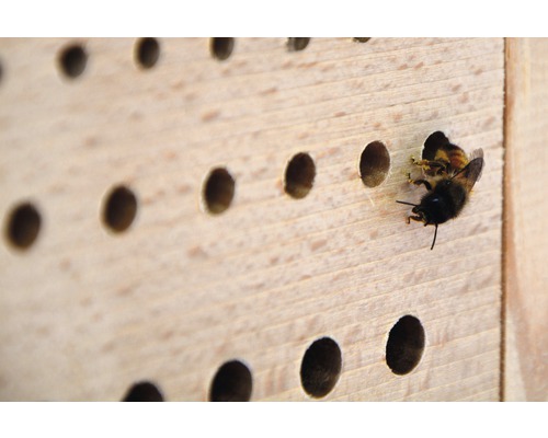 Nahaufnahme eines Bienenhauses mit einer Wildbiene vor einem der Löcher