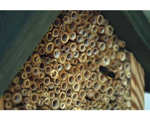 Insektenhotel mit Wildbiene