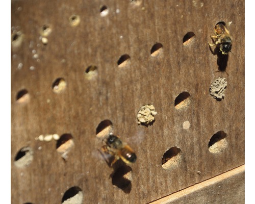 Insektenhotel mit Wildbienen