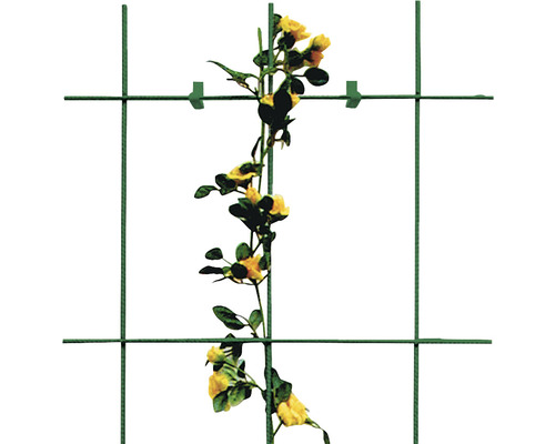 Clôture de jardin avec plante grimpante