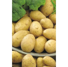 Plant de pommes de terre pommes de terre à planter Bintje 2.5 kg