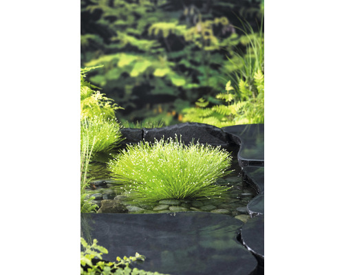 Scène de bassin avec des plantes aquatiques fleuries, entourée de pierres et de verdure luxuriante