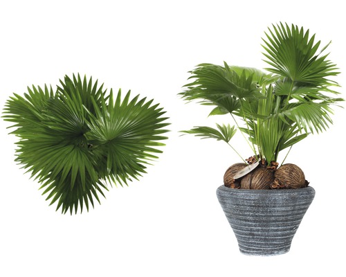 Deux palmiers éventails, dont un en pot