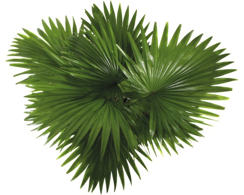 Palmier éventail de Chine avec feuilles en éventail