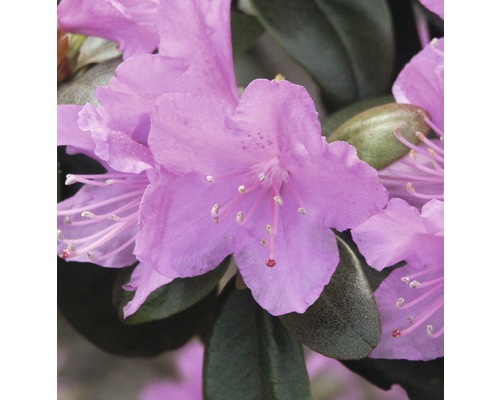 Vorfrühlings Alpenrose Rhododendron carolinianum P.J. Mezitt 30-40 cm
