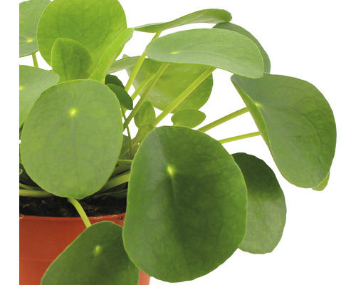 Pilea peperomioides en pot