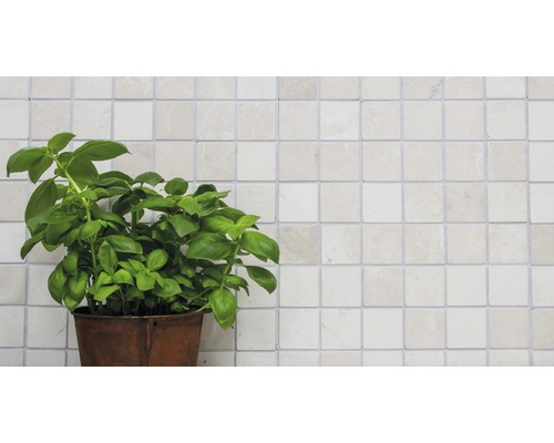 Plant de basilic en pot devant un mur carrelé