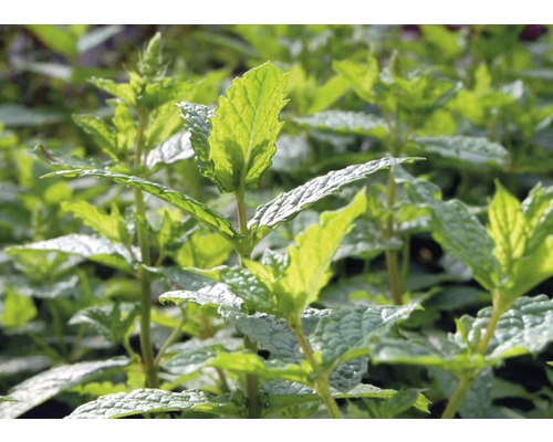 Gros plan de plants de menthe