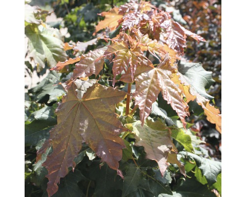 Kugelahorn FloraSelf® Acer platanoides 'Globosum' 125-150 cm