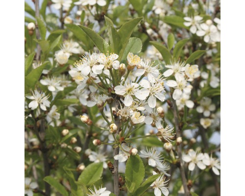 Steppenkirsche, Kugel-Kirsche Halbstamm FloraSelf Prunus fruticosa 'Globosa' Stammhöhe ca. 125 cm Gesamthöhe ca.150 cm Co 18 L