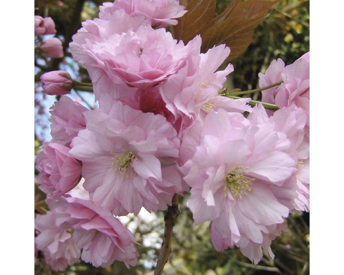 Cerisier du Japon FloraSelf Prunus serrulata 'Kanzan' H 125-150 cm Co 18 L Gros plan de fleurs de cerisier
