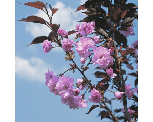 Cerisier du Japon FloraSelf Prunus serrulata 'Royal Burgundy' H 125-150 cm Co 18 L Cerisier du Japon FloraSelf Prunus serrulata 'Royal Burgundy' H 125-150 cm Co 18 L