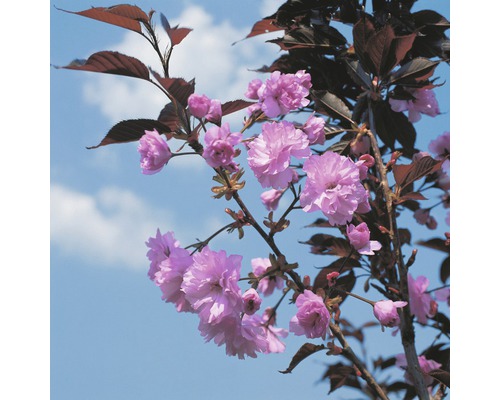 Rote Zierkirsche Prunus serrulata 'Royal Burgundy' 125-150 cm