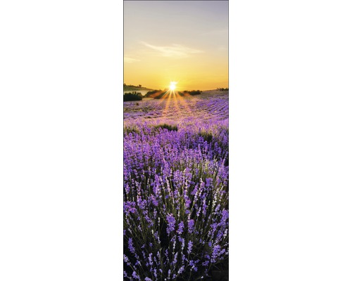 Lavendelfeld bei Sonnenaufgang