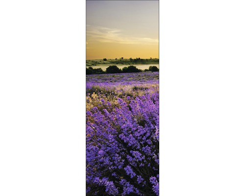 Lavendelfeld Landschaft bei Sonnenuntergang