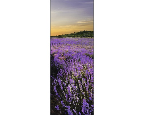 Ein Feld mit blühendem Lavendel unter einem bewölkten Himmel.