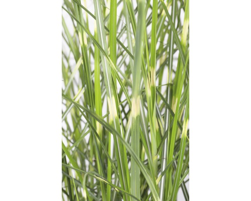 Detailaufnahme von Ziergras mit gestreiften Blättern