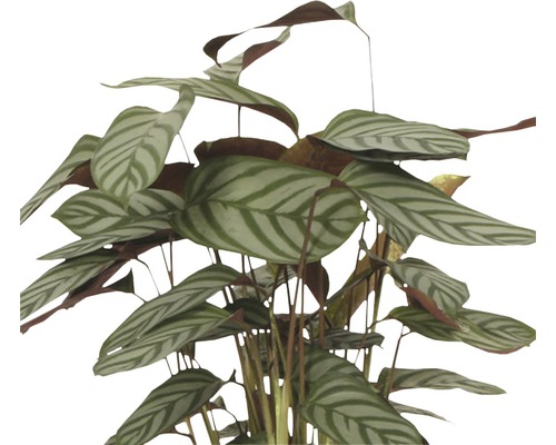 Plante d''intérieur maranta à feuilles rayées