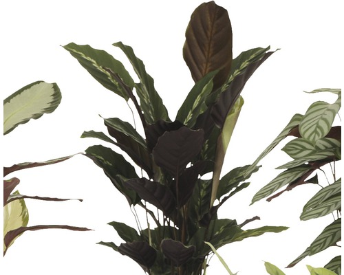 Différentes plantes d''intérieur de maranta