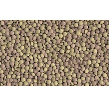 Comprimés de nourriture pour poissons d''aquarium