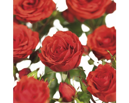 Kletterrosen COURTYARD® FloraSelf Rosa Jive COURTYARD® H 100-120 cm Co 5 L Nahaufnahme von roten Rosenblüten