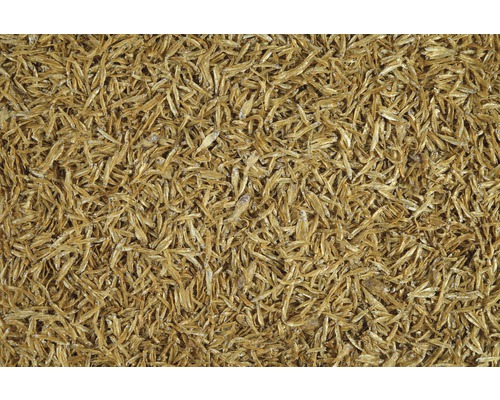 Gros plan de poissons séchés