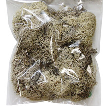 Lichen des rennes en sachet plastique