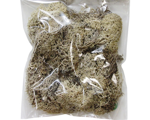 Lichen des rennes en sachet plastique