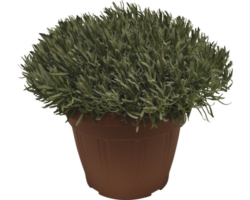 Lavande en pot pour l''intérieur et l''extérieur