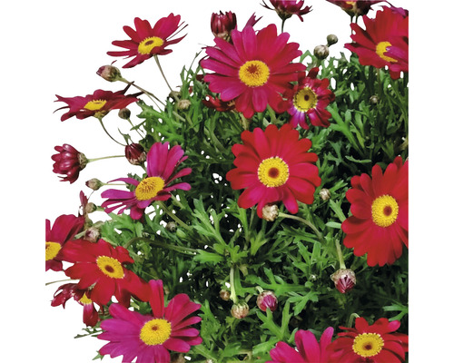 Touffe de marguerites avec des fleurs rouge pourpre et un centre jaune