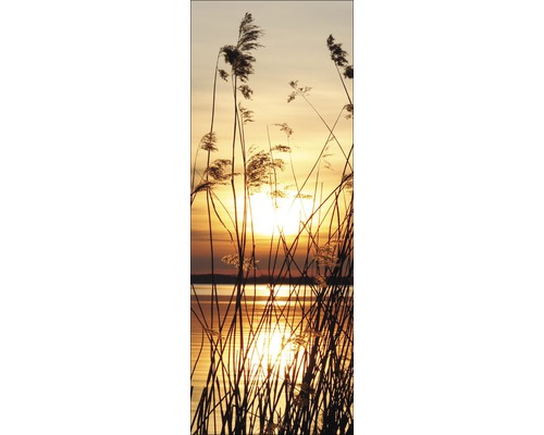 Roseaux au coucher du soleil