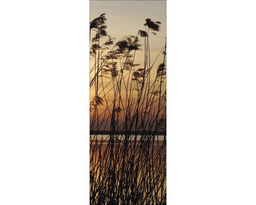 Roseaux au bord du lac au coucher du soleil