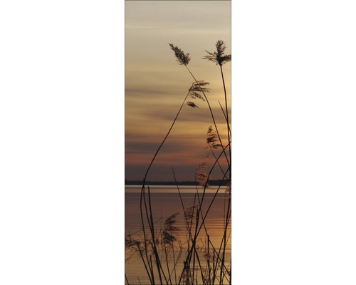 Roseaux au bord du lac au crépuscule