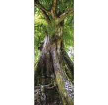 Grosser Baum mit grünen Blättern und moosbedecktem Stamm