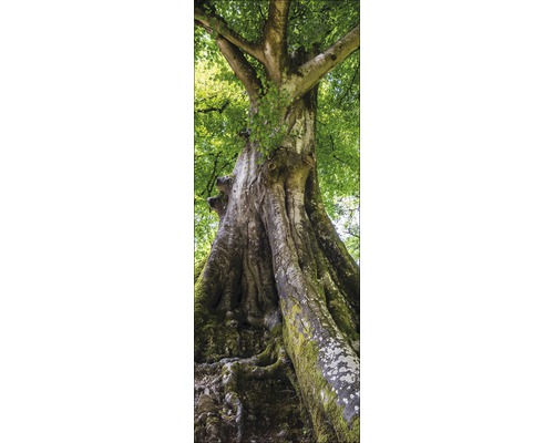 Grosser Baum mit grünen Blättern und moosbedecktem Stamm