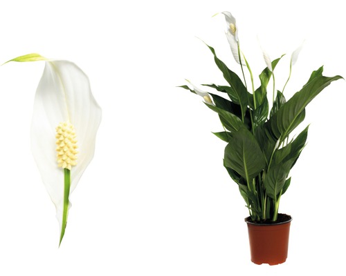 Spathiphyllum en pot et gros plan de la fleur