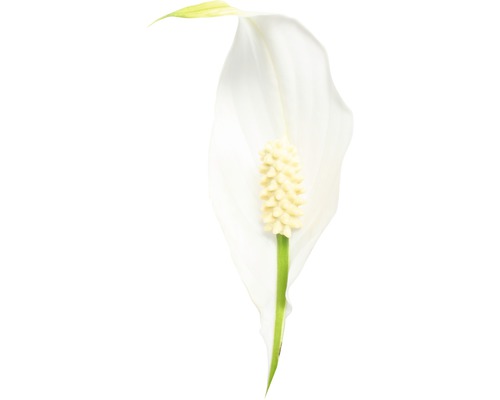 Fleur d’une plante Spathiphyllum