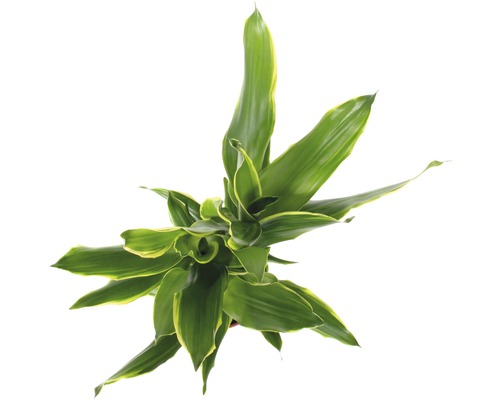 Draufsicht einer Dracaena Zimmerpflanze mit grünen Blättern