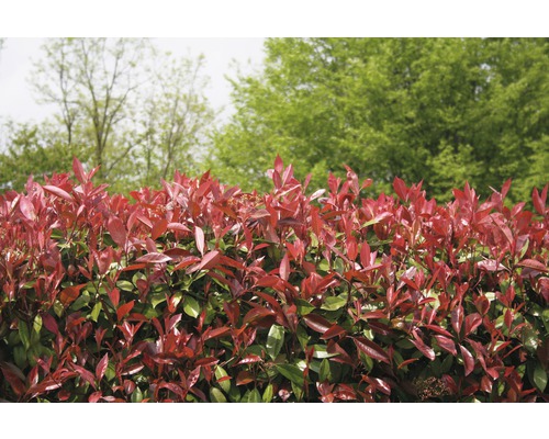 Photinia Fraseri haie dans le jardin