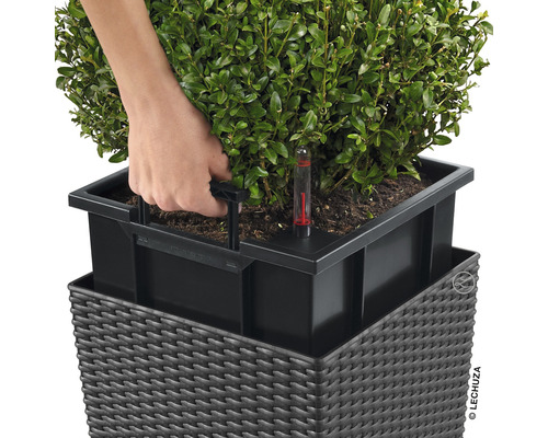 Vue détaillée d''une plante dans un pot avec système d''irrigation déplacée par une main