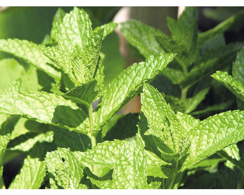 Nahaufnahme von Minze im Garten