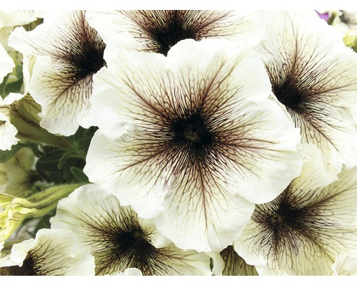 Gros plan de fleurs de pétunia