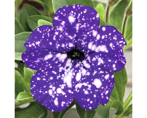 Gros plan d''un pétunia avec des pétales sombres et des taches blanches