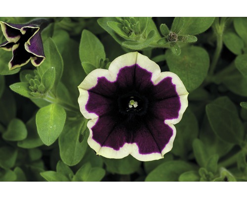 Gros plan d''une fleur de pétunia