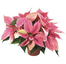 Pinkfarbener Weihnachtsstern im Topf