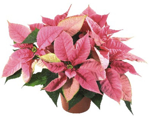 Pinkfarbener Weihnachtsstern im Topf