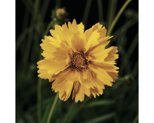 Blüte einer Coreopsis Pflanze