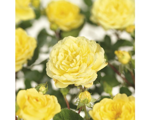 Rosier 'Yellow Meilove' FloraSelf Rosa 'Yellow Meilove' hauteur de tige 60 cm Co 5 l